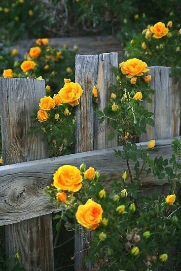 Růže pnoucí Golde Gate®, v květináči 7l Rose Golden Gate